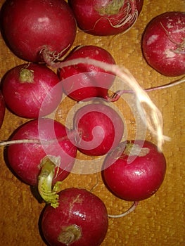 Radish