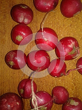 Radish