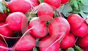 The radish