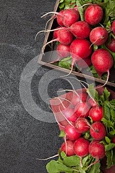 Radish agriculture background, bright brunch, fresh food