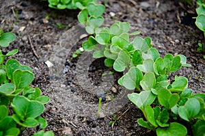 Radish in the backyard