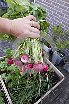 Radish from biological garden