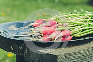 Radish in a black bowl on a bench in a garden/fresh garden radish in a garden, selective focus