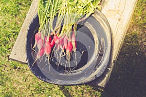 Radish in a black bowl on a bench in a garden/radish in a black bowl on a bench in a garden. Top view