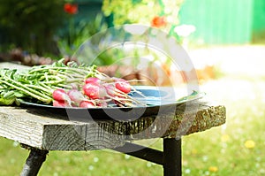 radish in a black bowl on a white bench in a garden/ fresh garden radish in a garden, selective focus