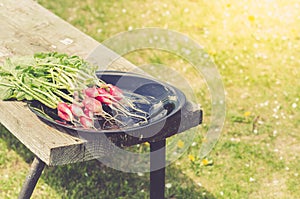 Radish in a black bowl on a white bench in a garden/fresh garden radish in a garden. Toned