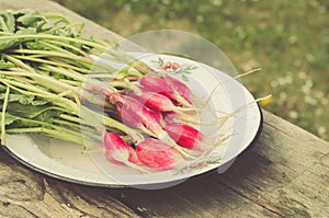 Radish in a bowl on an old wooden background/radish in a bowl on an old wooden background, selective focus