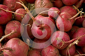 Radish bulk