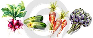 Radish, cucumber, carrots and artichoke Vegetables Vector watercolor isolated on whites