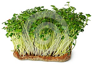 Radish daikon micro green sprouts isolated on white