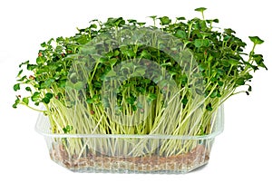 Radish daikon micro green sprouts isolated on white