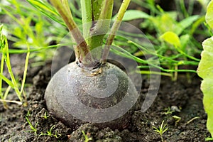 Radish in Farm