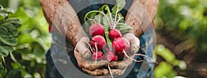 radish in farmer& x27;s hands selective focus photo