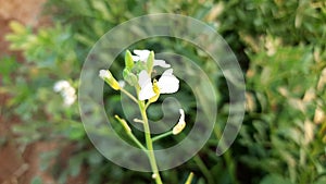 Radish flower in vegetable garden.