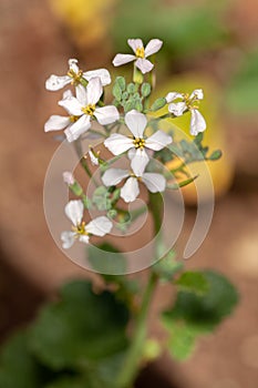 Radish flowers plant unusual