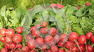 Radish food harvest farm vegetables fresh bio on market shop Raphanus raphanistrum sprout grows ground farmer farming