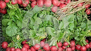 Radish food harvest farm vegetables fresh bio on market shop Raphanus raphanistrum sprout grows ground farmer farming