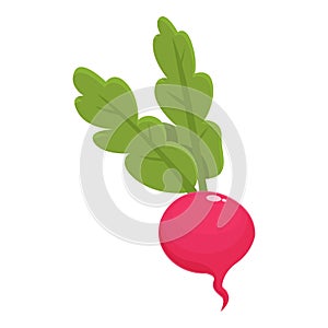 Radish food icon cartoon vector. Salad plant