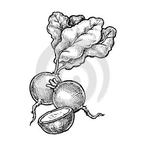 Radish food sketch. Vector sliced vegetable. Root