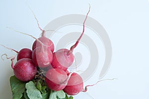 Radish - fresh and beautiful pink circles