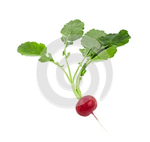 Radish