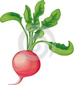 Radish with greens