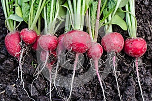 Radish on the ground