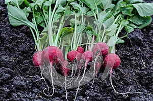 Radish on the ground