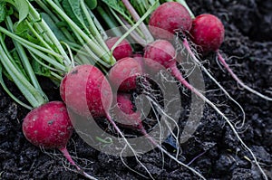 Radish on the ground