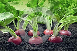 Radish growing in garden