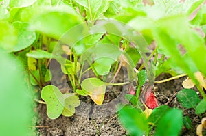 Radish grows on a bed with a drip irrigation system. Home garden with plants. environmentally friendly product with vitamins