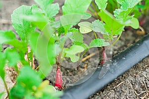 Radish grows on a bed with a drip irrigation system. Home garden with plants. environmentally friendly product with vitamins