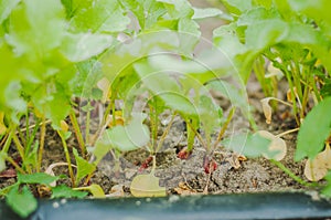 Radish grows on a bed with a drip irrigation system. Home garden with plants. environmentally friendly product with vitamins