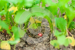 Radish grows on a bed with a drip irrigation system. Home garden with plants. environmentally friendly product with vitamins