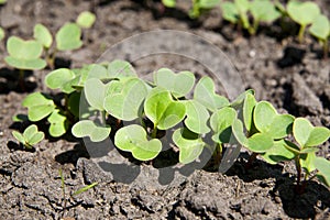 Radish grows. Young radish plants in the field, agricultural background