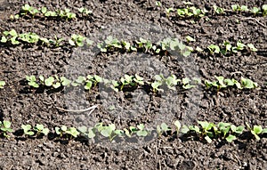 Radish grows. Young radish plants in the field, agricultural background