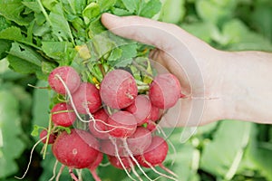 Radish harvest fresh vegetable hand market shop Raphanus raphanistrum sprout grows ground bio farmer farming