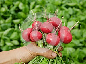 Radish harvest fresh vegetable hand market shop Raphanus raphanistrum sprout grows ground bio farmer farming