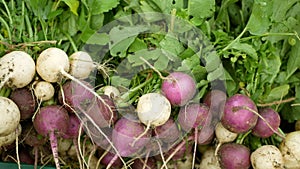 Radish harvest vegetables fresh leaves harvesting market shop Raphanus raphanistrum root white Albena and purple Viola