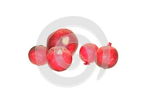 radish isolated on white background