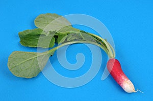 Radish and its tops close-up on blue background