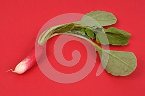 Radish and its tops close-up on red background