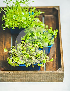 Radish kress, water kress and coriander sprouts in wooden box