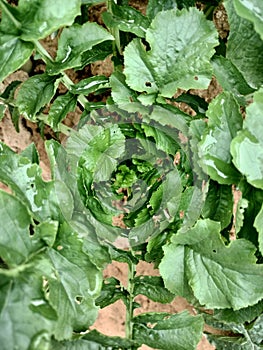 Radish leaf growth spurt in my garden