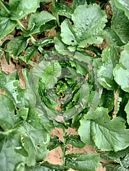 Radish leaf growth spurt in my garden photo