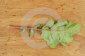  Radish Leaf With Insect Pest