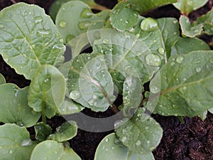 Radish leaves close up