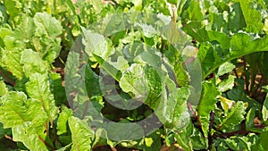 Radish with leaves in vegetable garden.