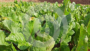 Radish with leaves in vegetable garden.