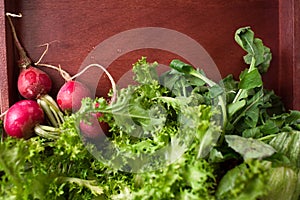 Radish and lettuce